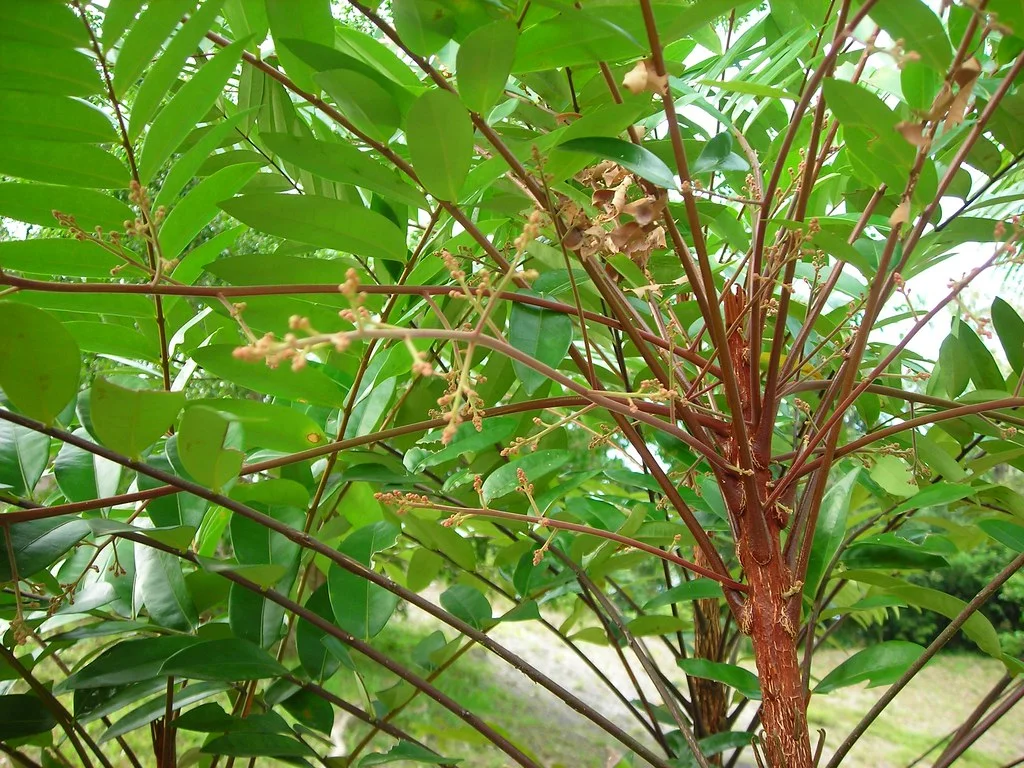 Eurycoma Longifolia - Male Performance Herb - IronBoost Natural Formula